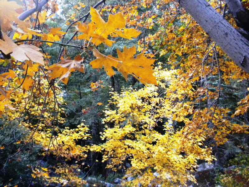 Timber101710 036.jpg